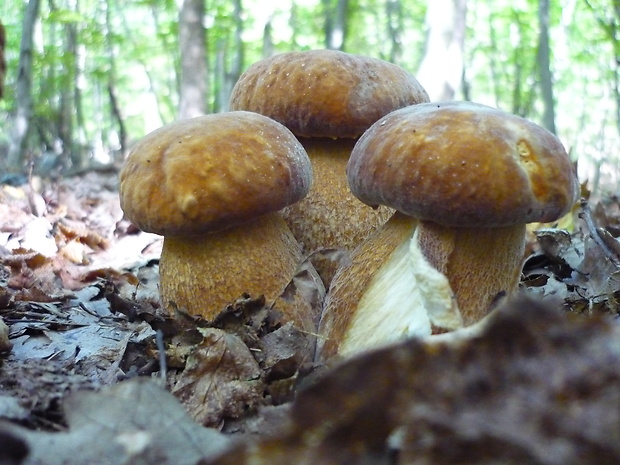 hríb dubový Boletus reticulatus Schaeff.