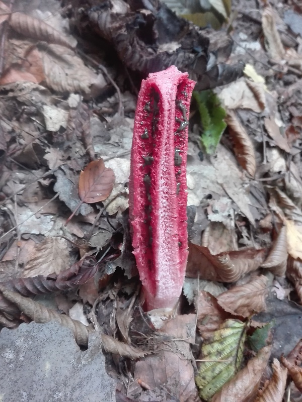 mrežovka kvetovitá Clathrus archeri (Berk.) Dring