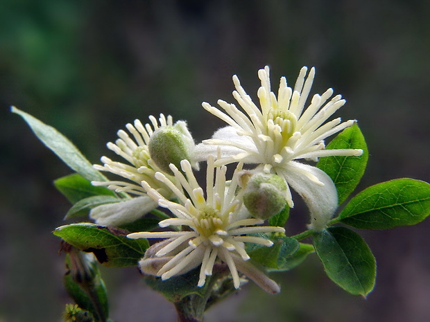 plamienok plotný Clematis vitalba L.