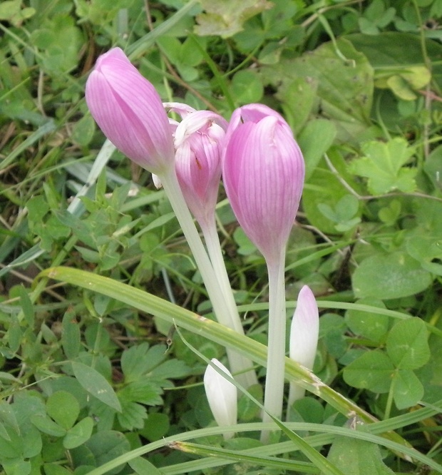 jesienka obyčajná Colchicum autumnale