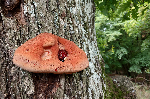 pečeňovec dubový Fistulina hepatica (Schaeff.) With.