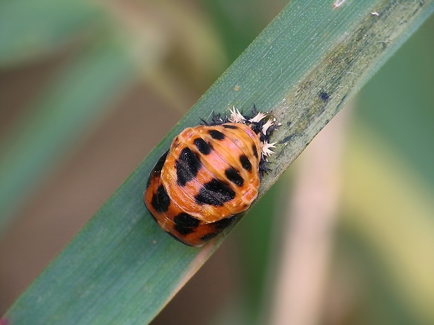 lienka - kukla/larva Harmonia axyridis