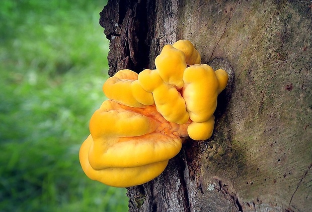 sírovec obyčajný Laetiporus sulphureus (Bull.) Murrill