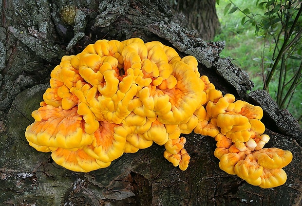 sírovec obyčajný Laetiporus sulphureus (Bull.) Murrill