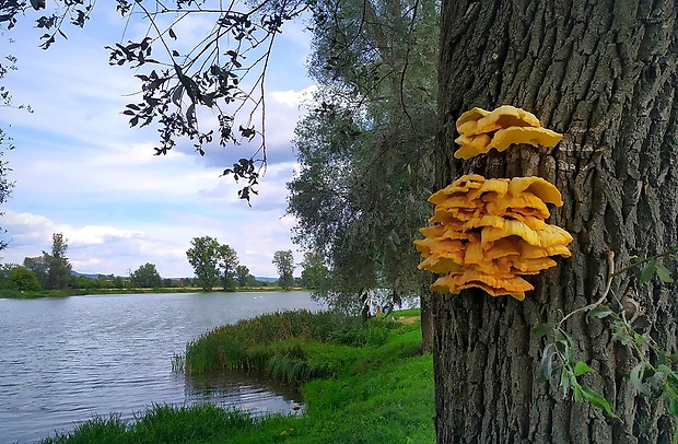 sírovec obyčajný - biotop Laetiporus sulphureus (Bull.) Murrill