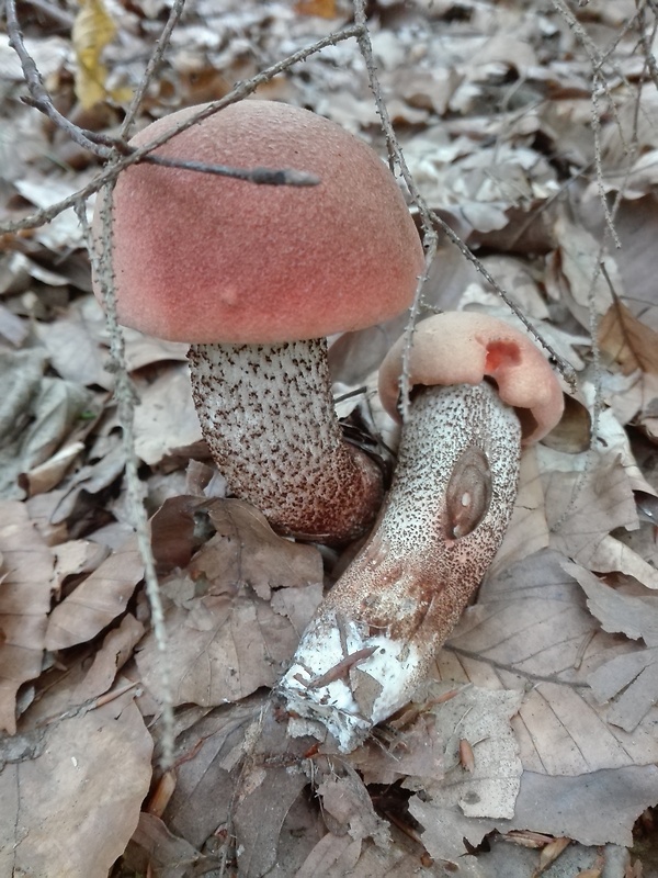 kozák dubový Leccinum aurantiacum (Bull.) Gray