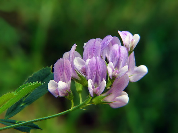 lucerna menlivá Medicago x varia Martyn