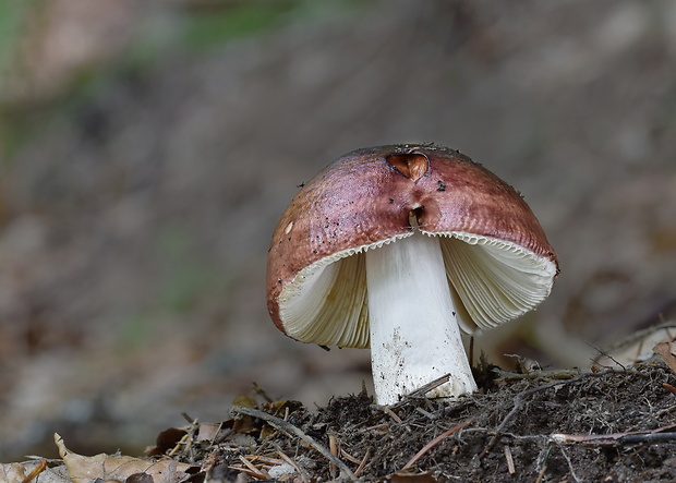 plávka Russula sp.