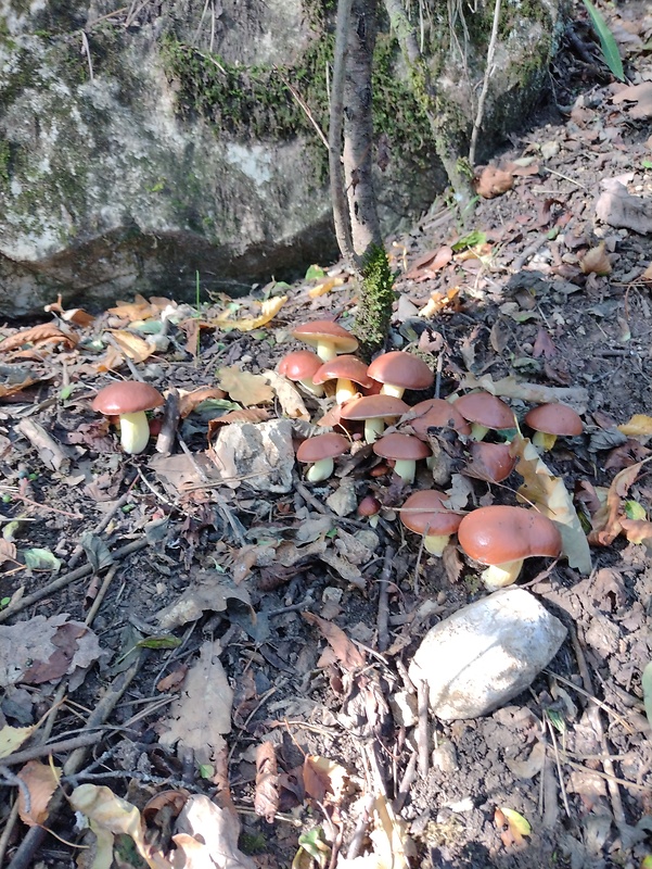 masliak Suillus sp.