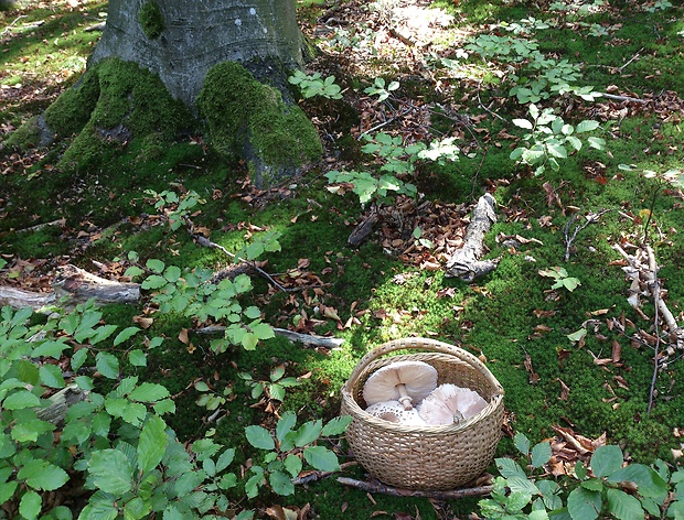 bedľa vysoká Macrolepiota procera (Scop.) Singer