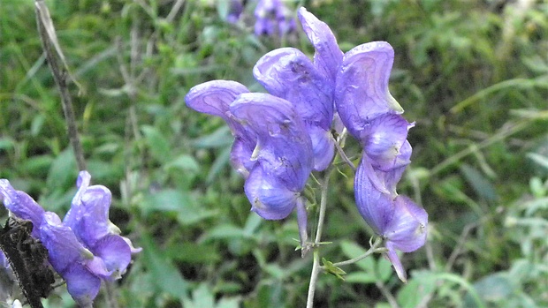 prilbica pestrá Aconitum variegatum L.