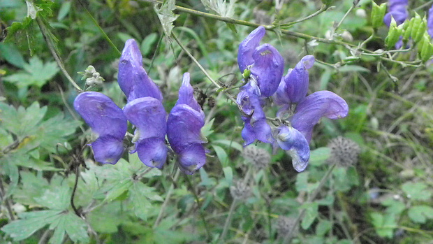 prilbica pestrá Aconitum variegatum L.