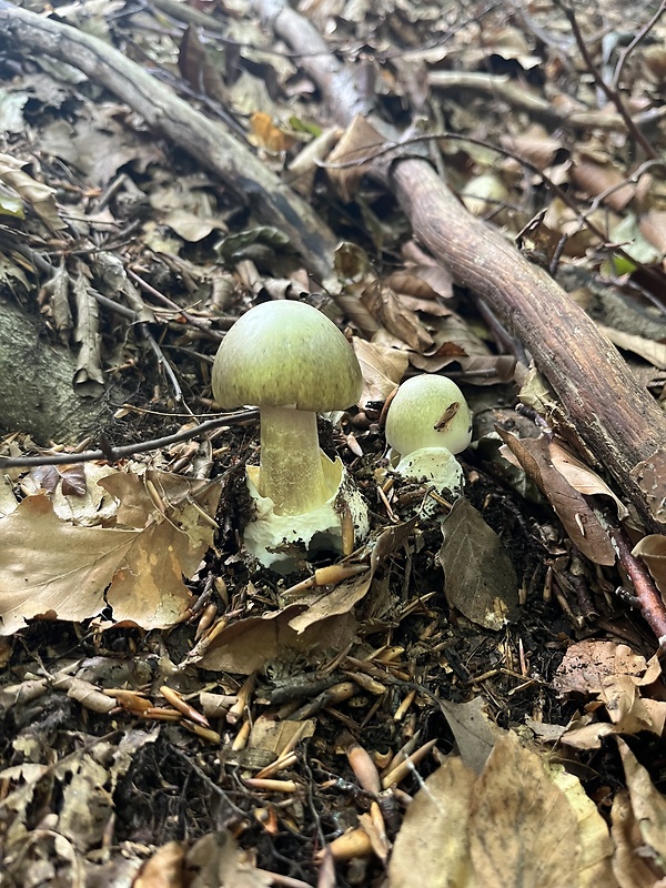 muchotrávka zelená Amanita phalloides (Vaill. ex Fr.) Link