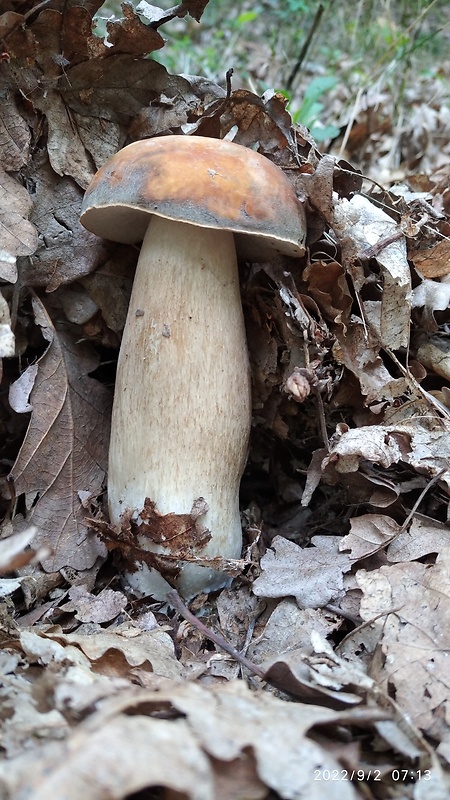 hríb bronzový Boletus aereus Bull. ex Fr.