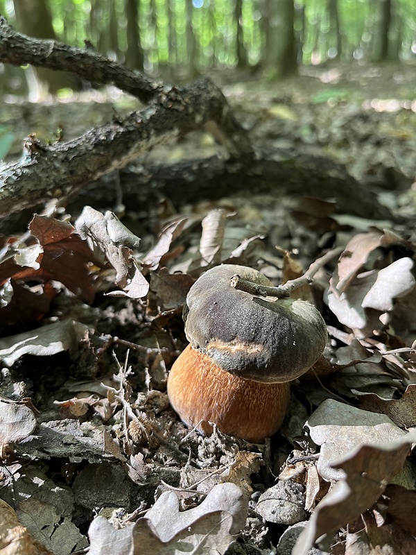 hríb bronzový Boletus aereus Bull. ex Fr.