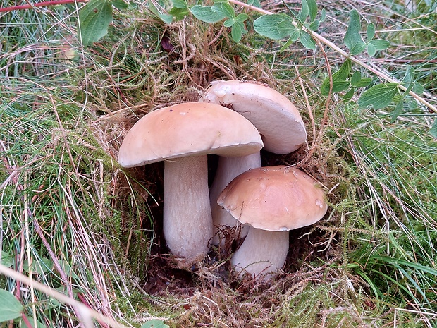 hríb smrekový Boletus edulis Bull.