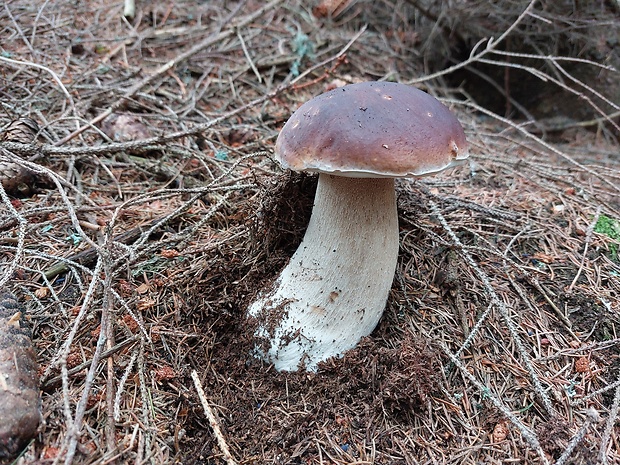 hríb smrekový Boletus edulis Bull.