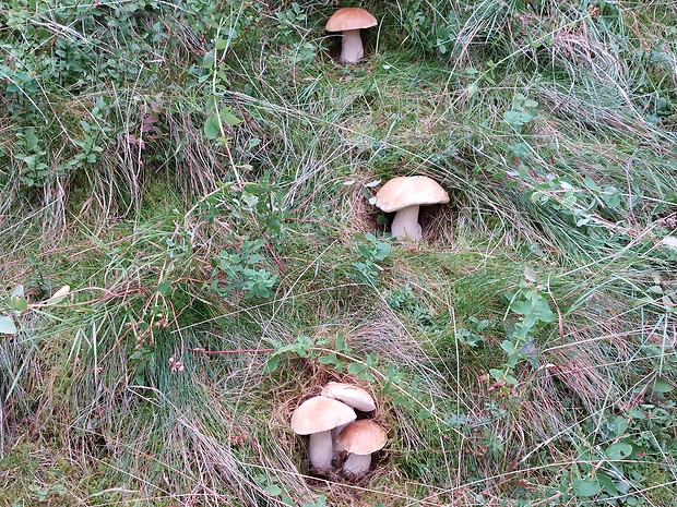 hríb smrekový Boletus edulis Bull.