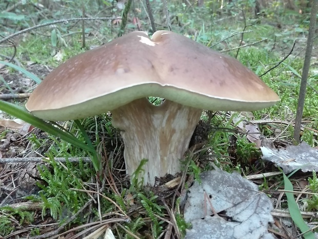 hríb smrekový Boletus edulis Bull.