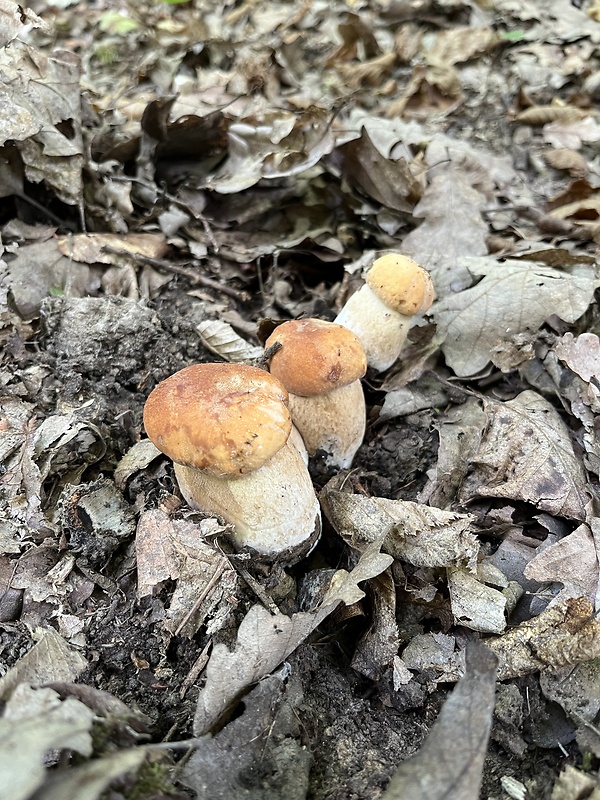 hríb dubový Boletus reticulatus Schaeff.