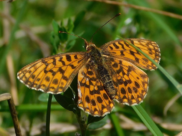 perlovec najmenší  Boloria dia Linnaeus,1767