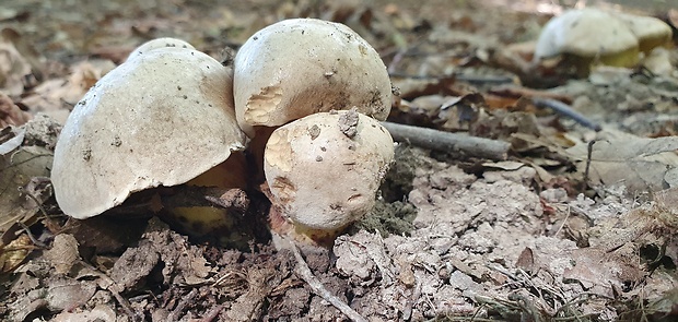 hríb horký Caloboletus radicans (Pers.) Vizzini