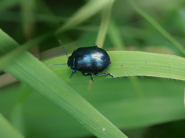 liskavka Chrysolina varians