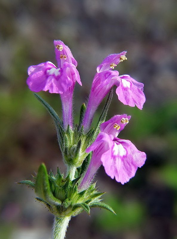 ziabor úzkolistý Dalanum angustifolium (Ehrh.) Dostál