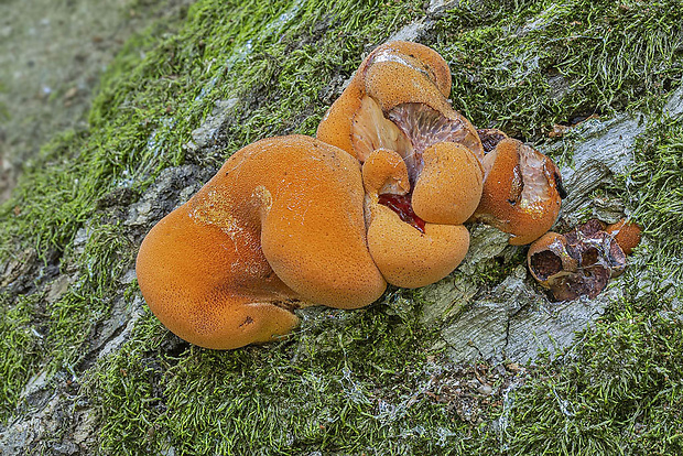 pečeňovec dubový Fistulina hepatica (Schaeff.) With.