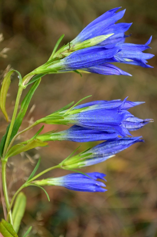 horec pľúcny Gentiana pneumonanthe L.