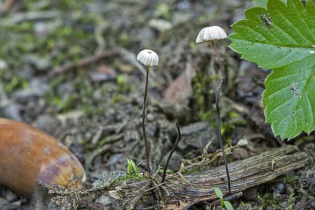 tanečnica čiernohlúbiková Gymnopus androsaceus (L.) Della Maggiora & Trassinelli