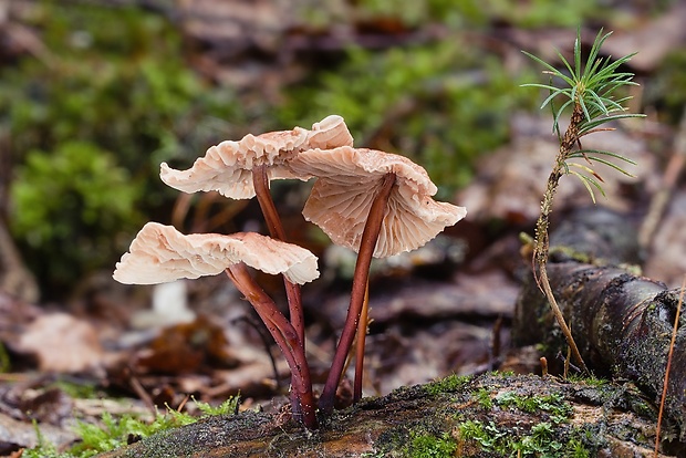 špička smradľavá Gymnopus foetidus (Sowerby) J.L. Mata & R.H. Petersen