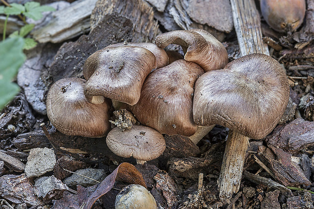 peniazovka Gymnopus luxurians (Peck) Murrill