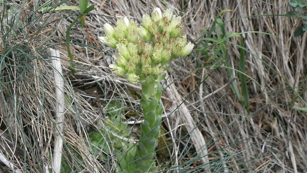 skalničník guľkovitý Jovibarba globifera (L.) J. Parn.