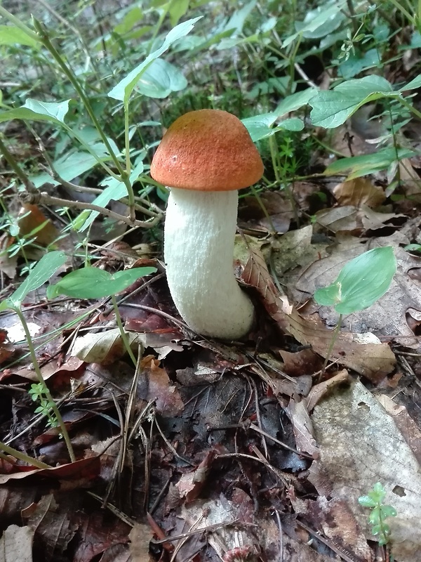 kozák osikový Leccinum albostipitatum den Bakker & Noordel.