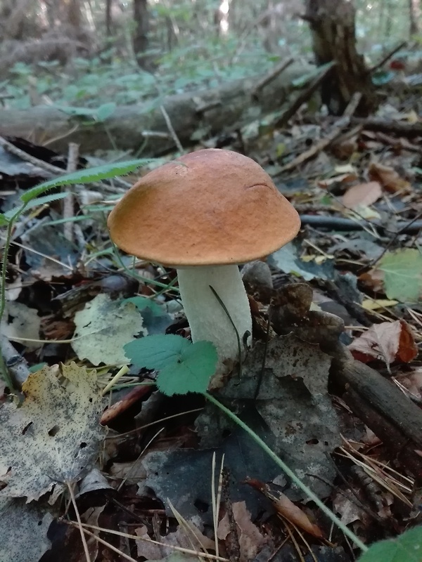 kozák osikový Leccinum albostipitatum den Bakker & Noordel.