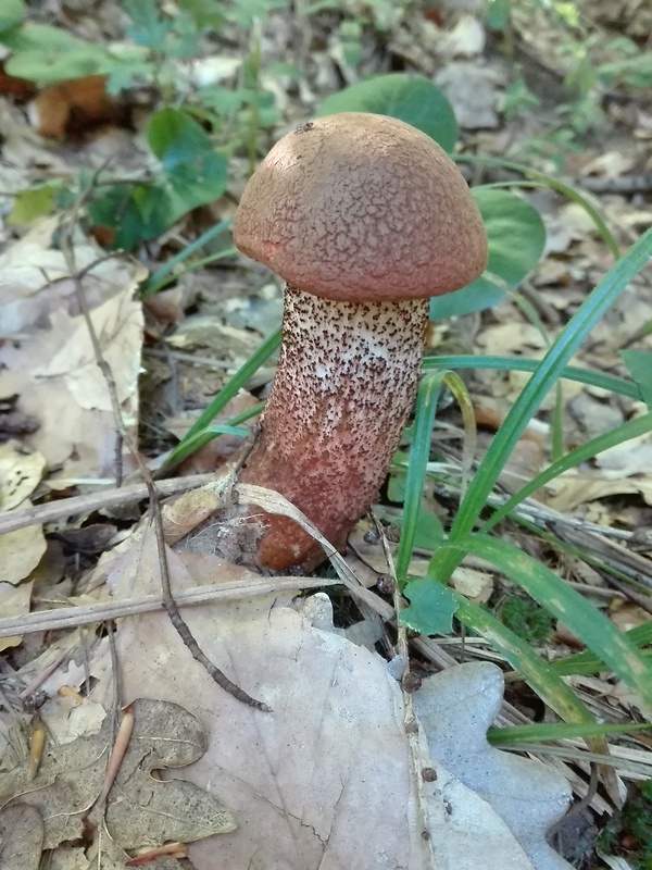 kozák dubový Leccinum aurantiacum (Bull.) Gray