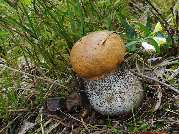 kozák žltooranžový Leccinum versipelle (Fr. & Hök) Snell