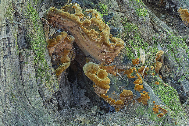 ohňovec Phellinus sp.