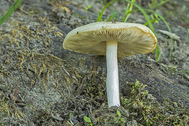 štítovka šupinatá Pluteus petasatus (Fr.) Gillet