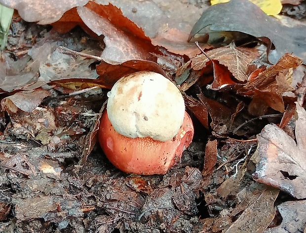 hríb Le Galovej Rubroboletus legaliae (Pilát & Dermek) Della Maggiora & Trassin.