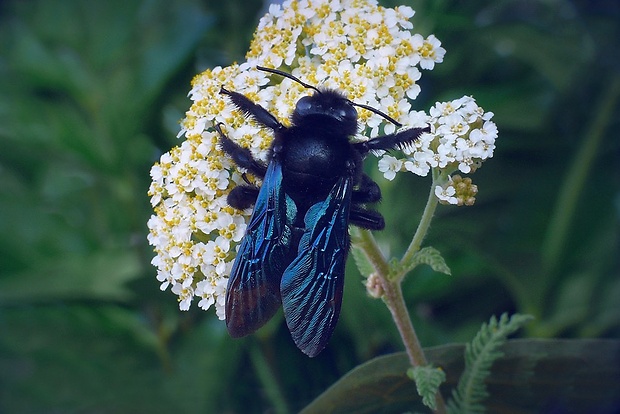 drevár fialový (sk) / drvodělka fialová (cz) Xylocopa violacea (Linnaeus, 1758)