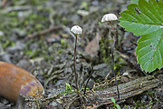 tanečnica čiernohlúbiková