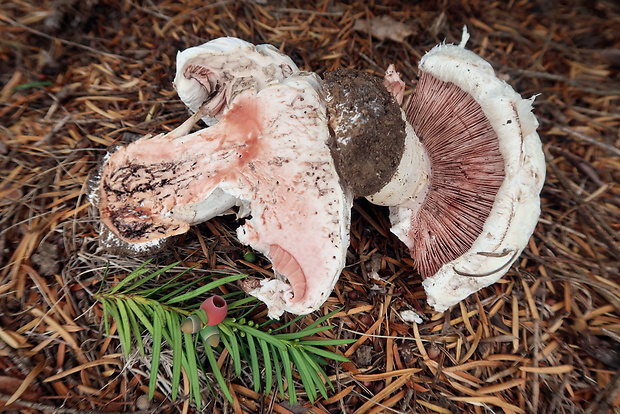 pečiarka smradľavá Agaricus bernardii Quél.