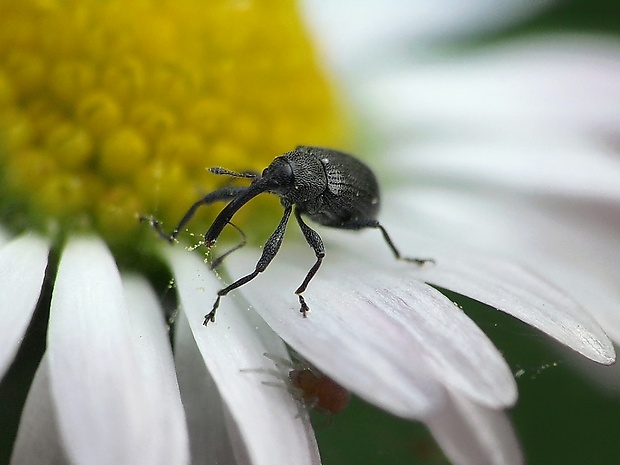 kvetovka jahodová Anthonomus rubi