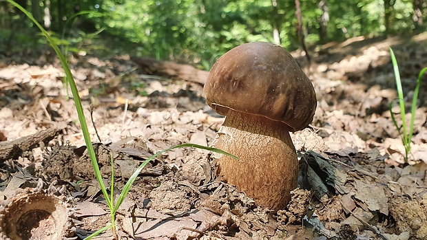 hríb bronzový Boletus aereus Bull. ex Fr.