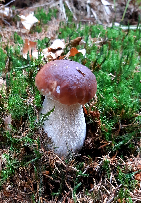 hríb smrekový Boletus edulis Bull.