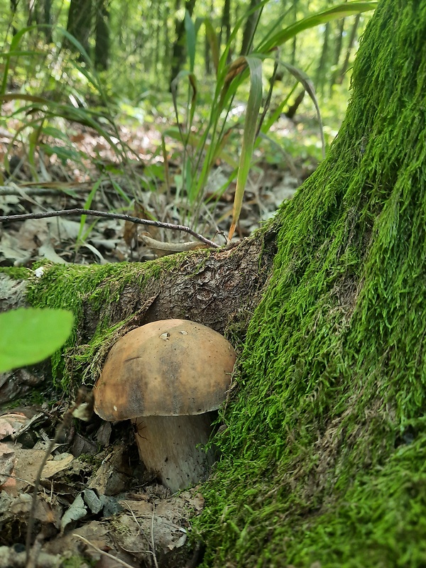 hríb dubový Boletus reticulatus Schaeff.