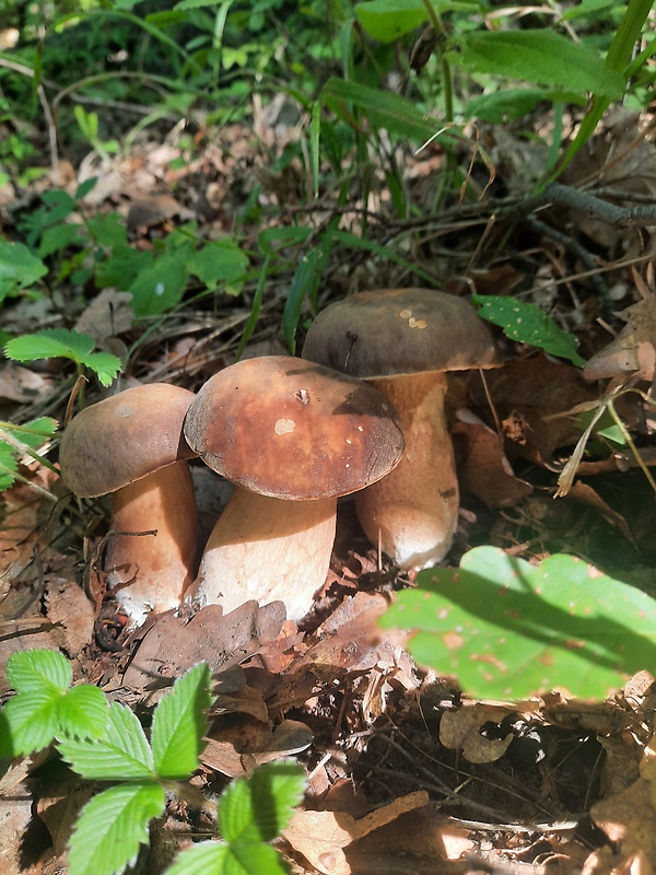 hríb dubový Boletus reticulatus Schaeff.