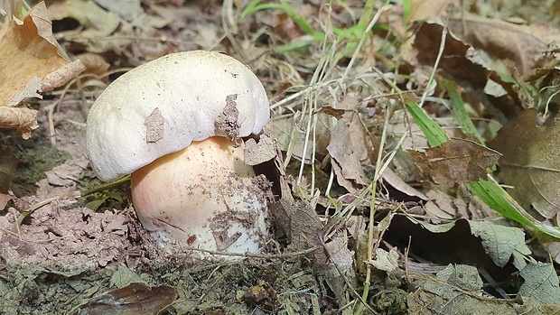 hríb striebristý Butyriboletus fechtneri (Velen.) D. Arora & J.L. Frank